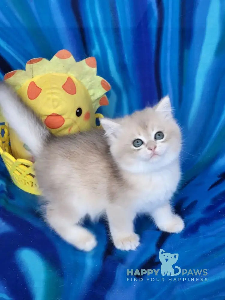 Umka British Shorthair male blue golden chinchilla live animals