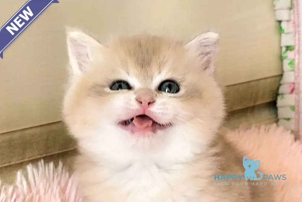 Umka British Shorthair male blue golden chinchilla live animals