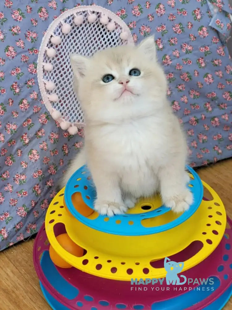 Umka British Shorthair male blue golden chinchilla live animals