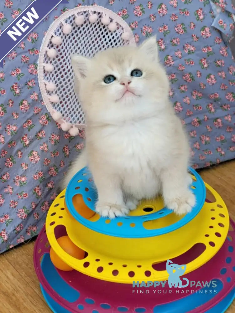 Umka British Shorthair male blue golden chinchilla live animals