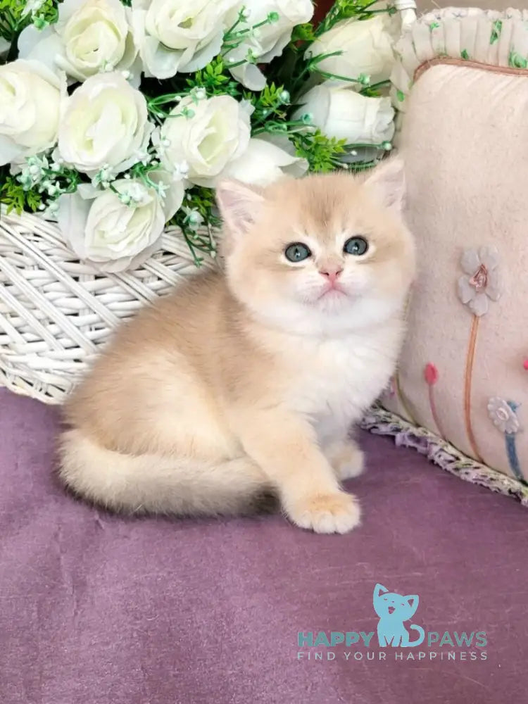 Umka British Shorthair male blue golden chinchilla live animals