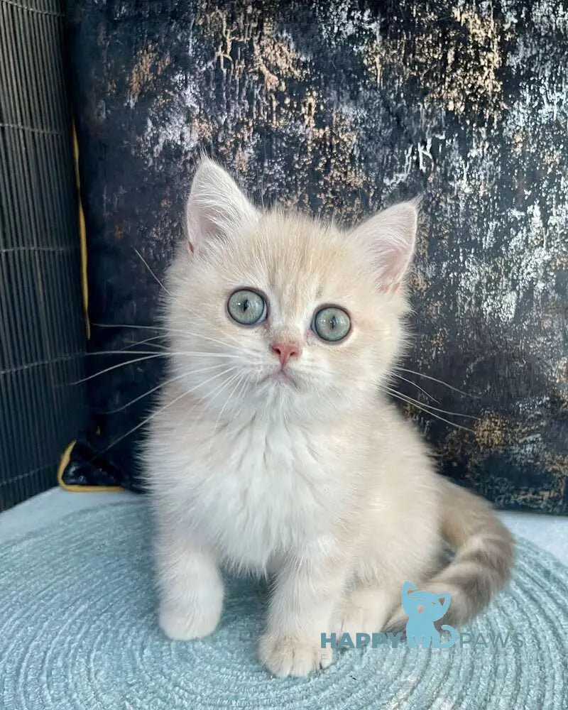 Umka British Shorthair male blue golden spotted tabby live animals