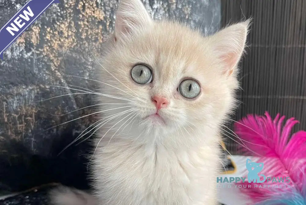 Umka British Shorthair male blue golden spotted tabby live animals