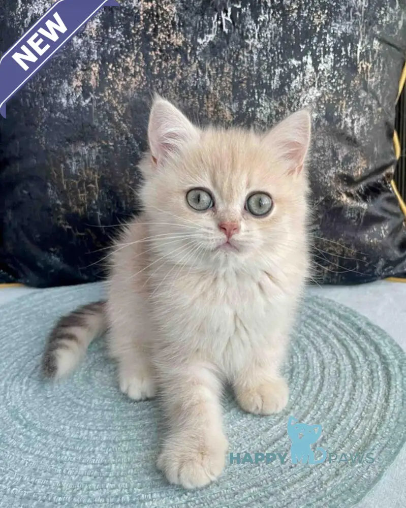 Umka British Shorthair male blue golden spotted tabby live animals