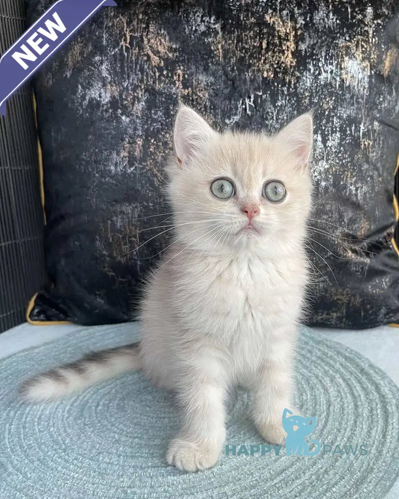 Umka British Shorthair male blue golden spotted tabby live animals