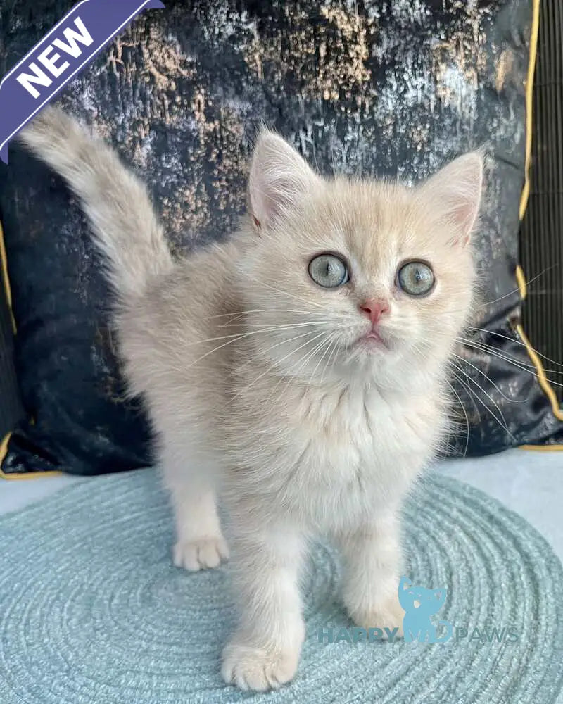 Umka British Shorthair male blue golden spotted tabby live animals