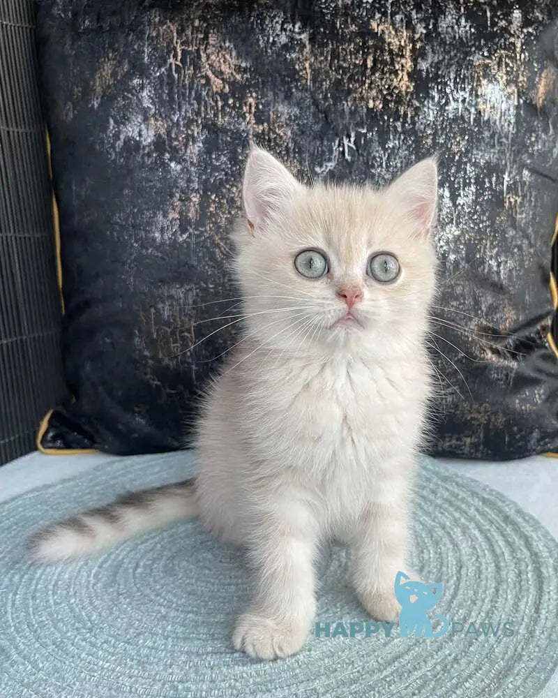 Umka British Shorthair male blue golden spotted tabby live animals