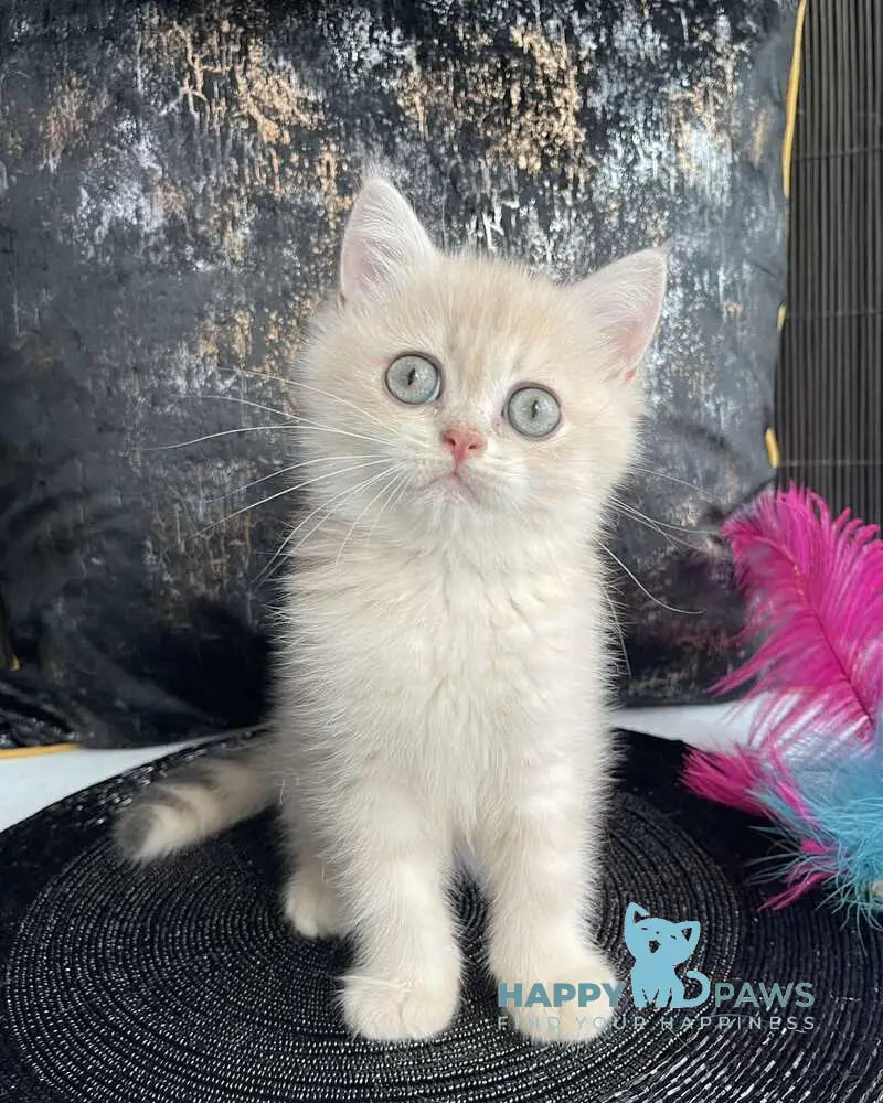 Umka British Shorthair male blue golden spotted tabby live animals