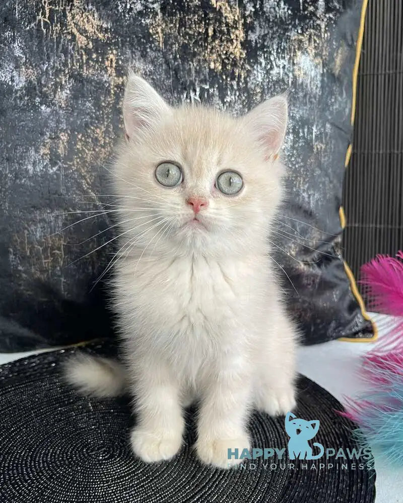 Umka British Shorthair male blue golden spotted tabby live animals