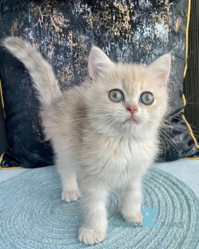 Umka British Shorthair male blue golden spotted tabby live animals