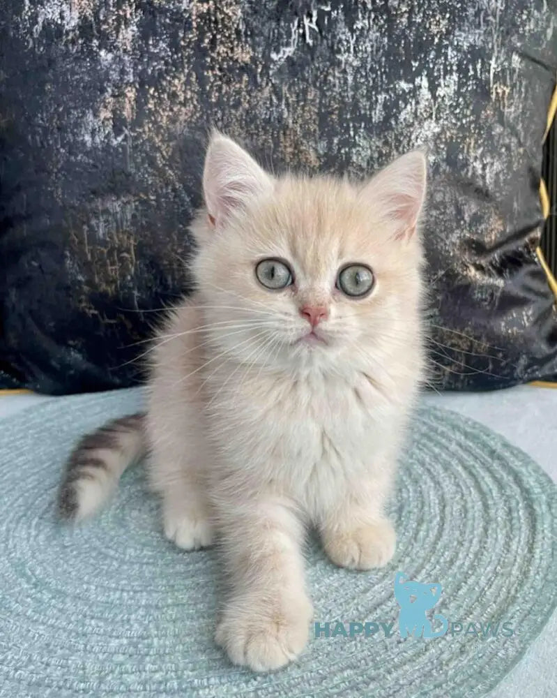Umka British Shorthair male blue golden spotted tabby live animals