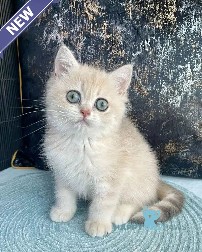 Umka British Shorthair male blue golden spotted tabby live animals