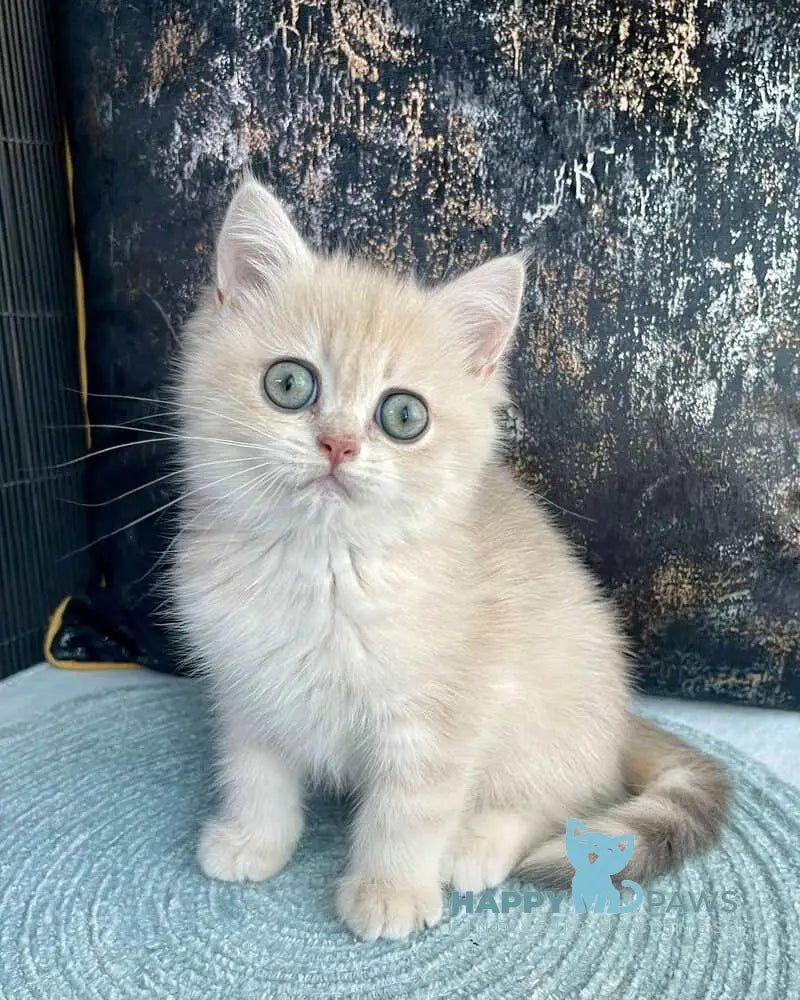 Umka British Shorthair male blue golden spotted tabby live animals