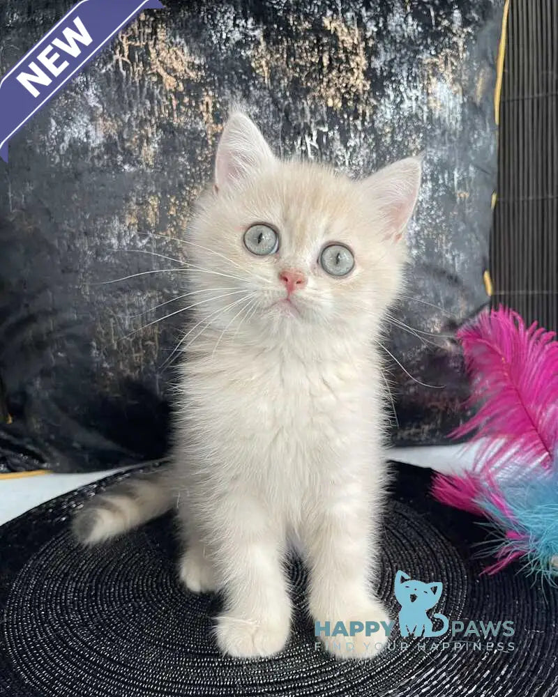 Umka British Shorthair male blue golden spotted tabby live animals
