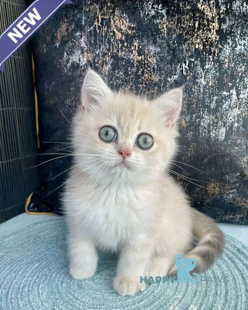 Umka British Shorthair male blue golden spotted tabby live animals