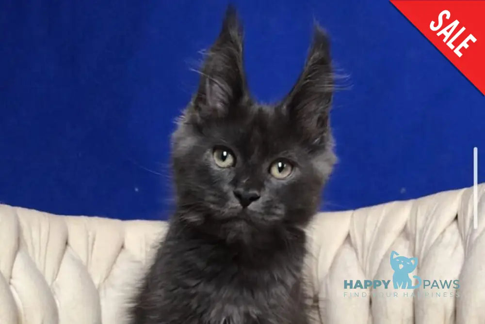 Umka Maine Coon male blue - live animals