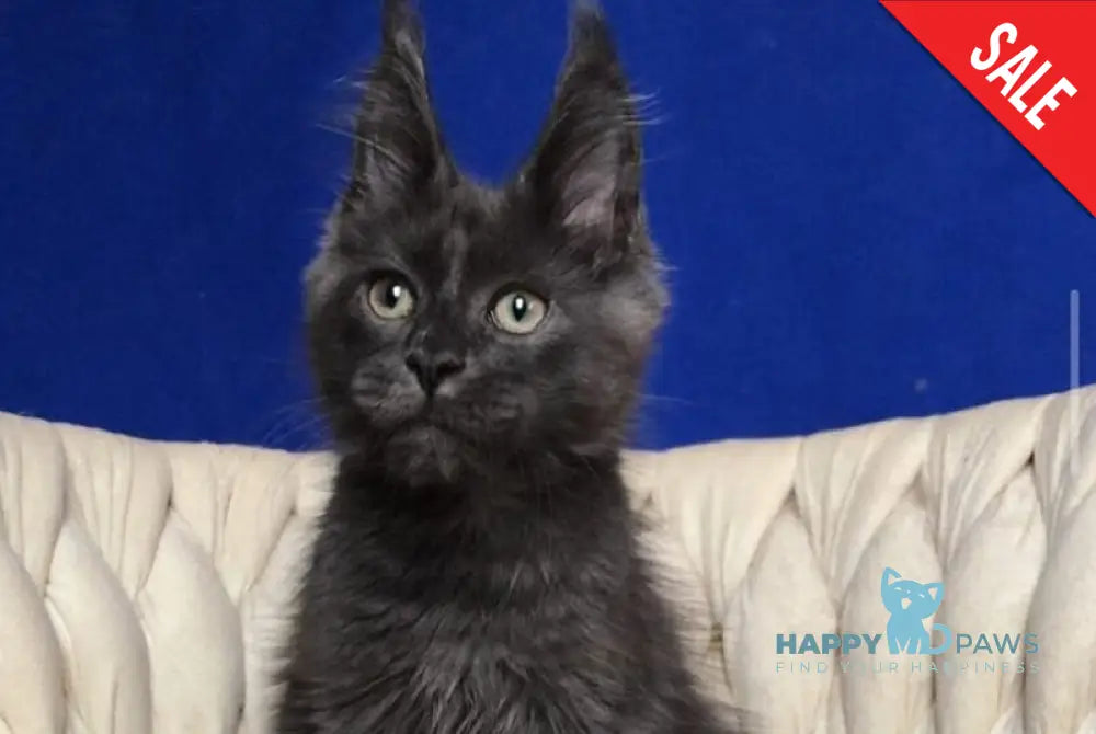 Umka Maine Coon male blue - live animals