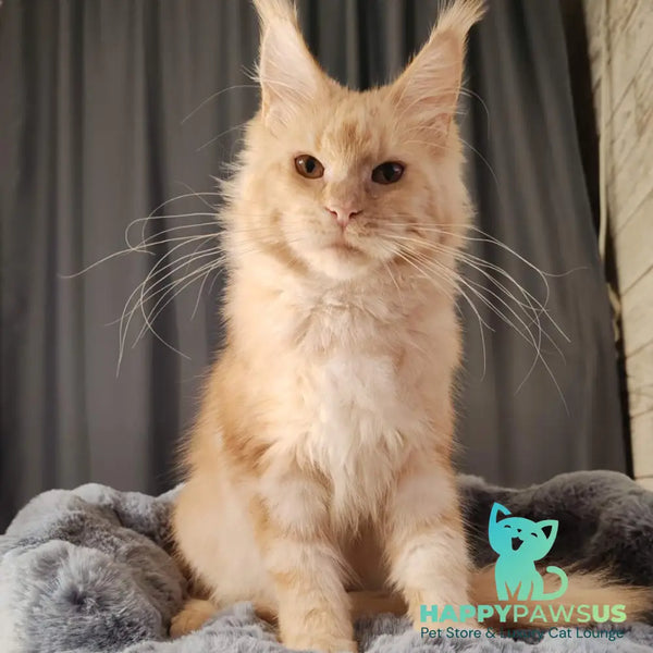 Umka Maine Coon male red silver - live animals