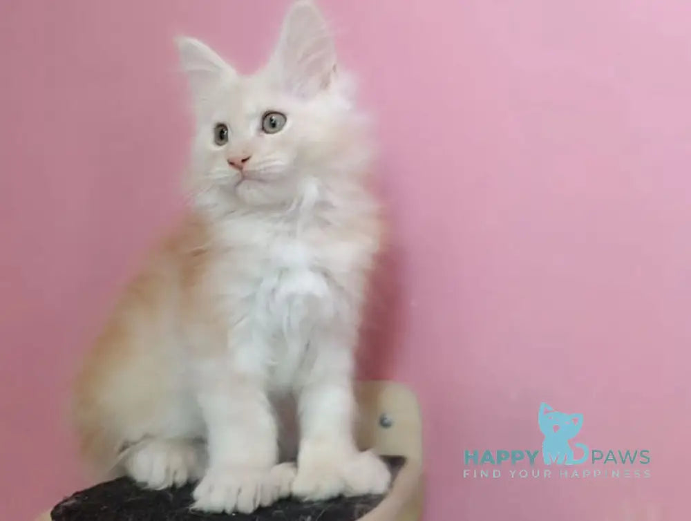 Umka Maine Coon polydactyl male red smoke live animals