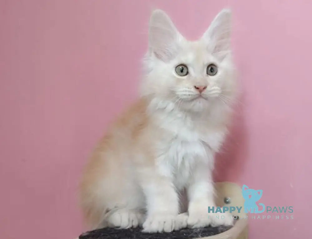 Umka Maine Coon polydactyl male red smoke live animals