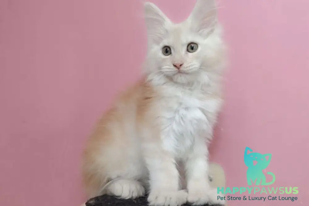 Umka Maine Coon polydactyl male red smoke live animals