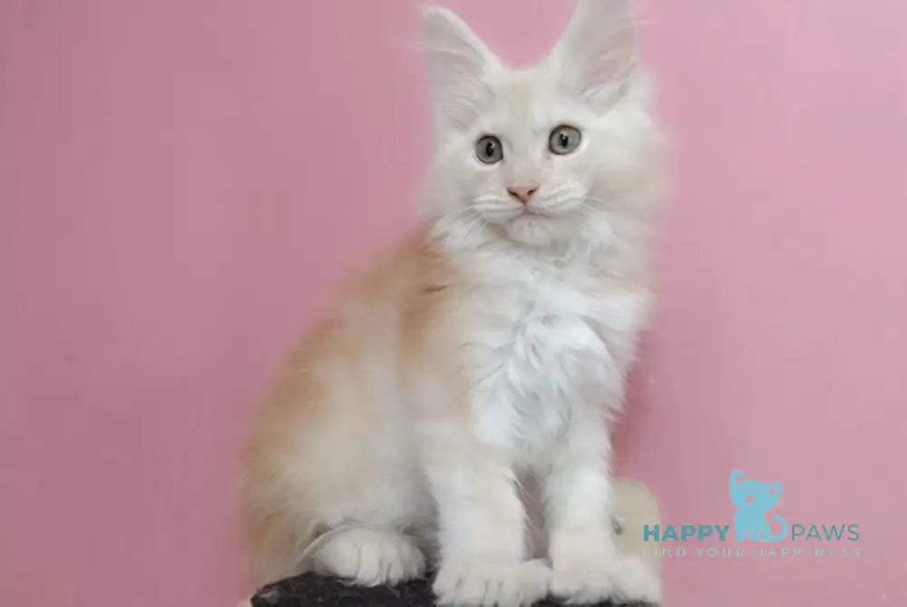 Umka Maine Coon polydactyl male red smoke live animals