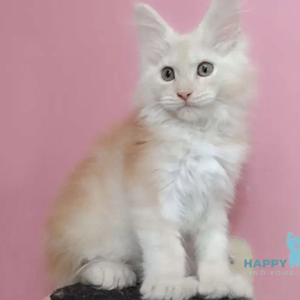 umka-maine-coon-polydactyl-