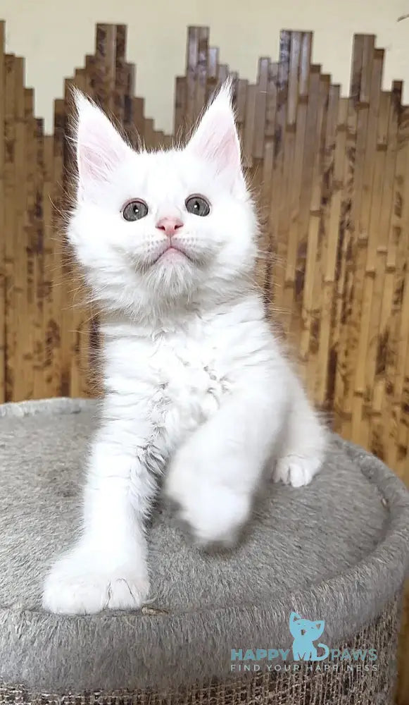Umka Maine Coon polydactyl male white live animals