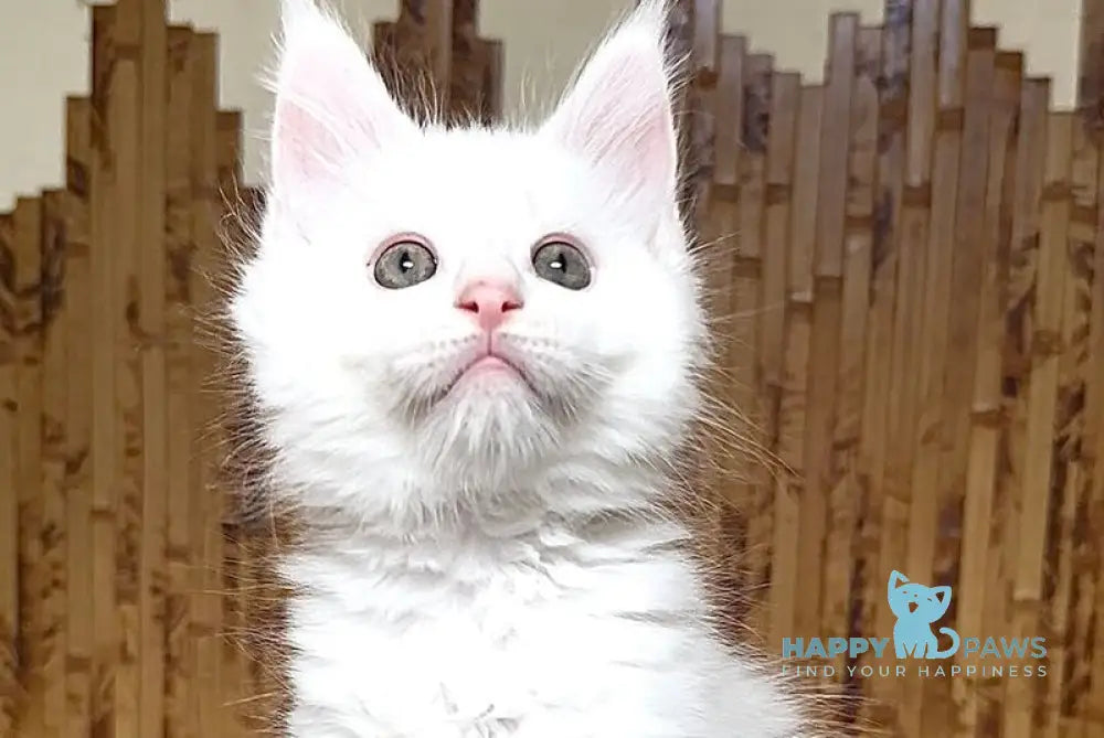 Umka Maine Coon polydactyl male white live animals