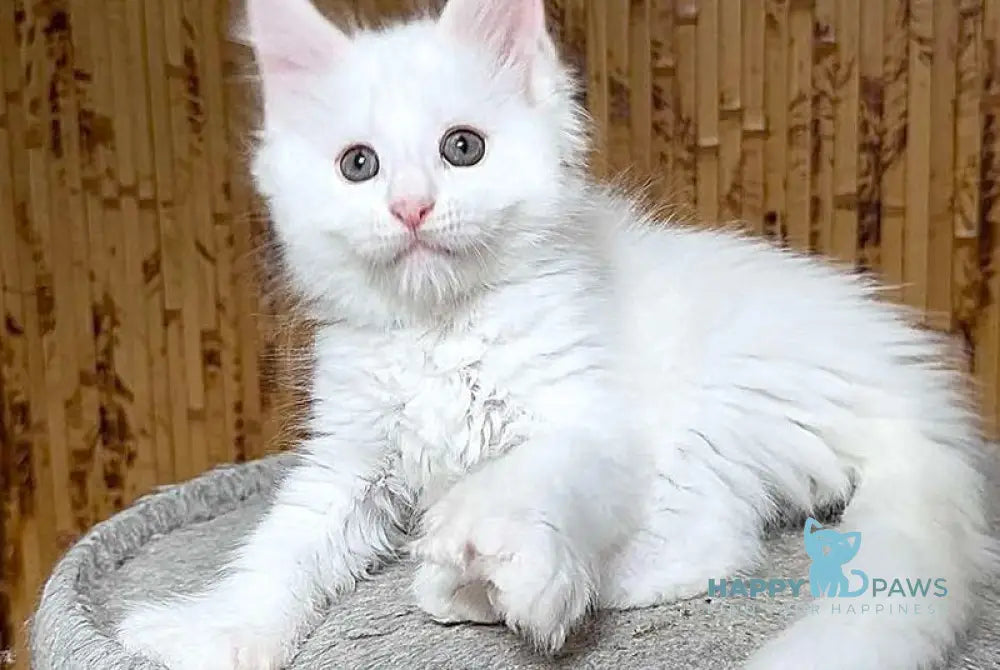 Umka Maine Coon polydactyl male white live animals
