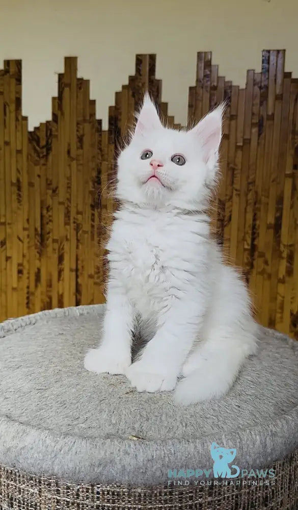 Umka Maine Coon polydactyl male white live animals