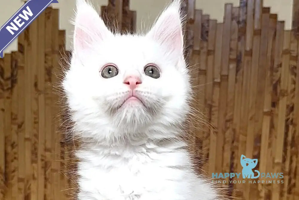 Umka Maine Coon polydactyl male white live animals