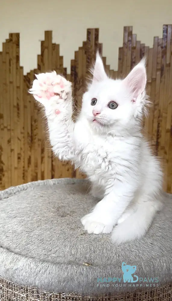 Umka Maine Coon polydactyl male white live animals