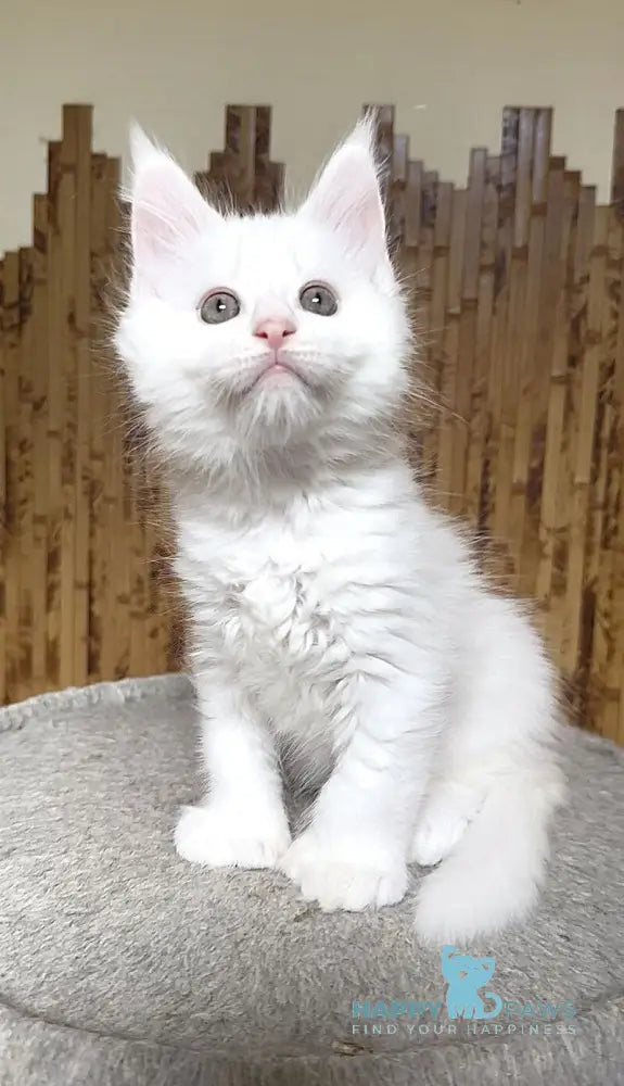 Umka Maine Coon polydactyl male white live animals