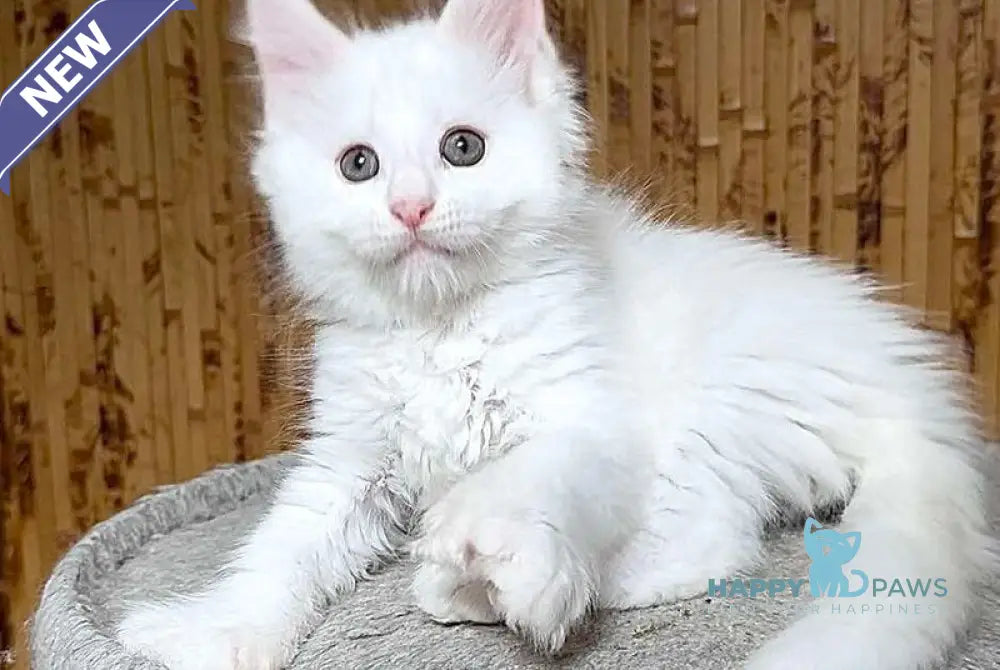 Umka Maine Coon polydactyl male white live animals