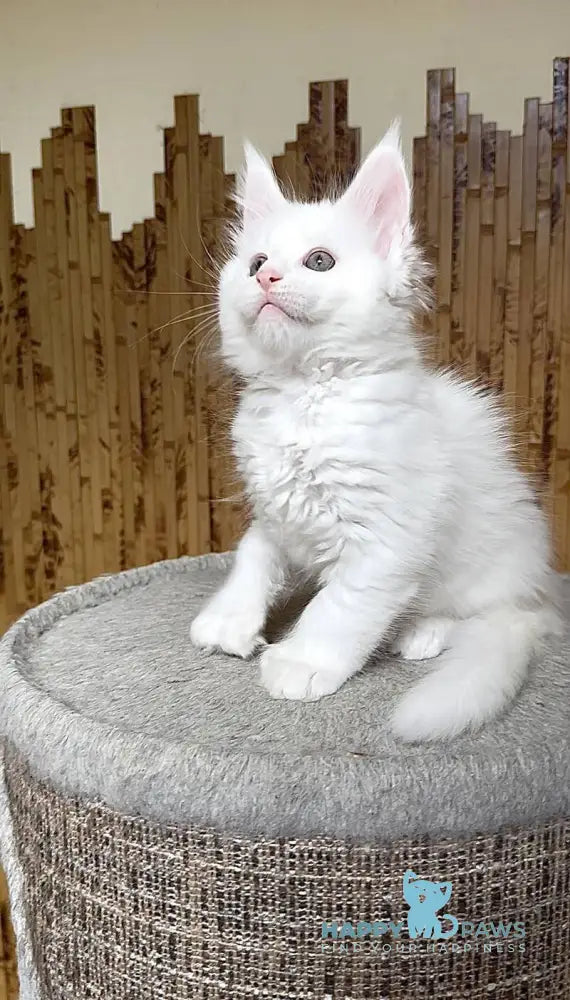 Umka Maine Coon polydactyl male white live animals
