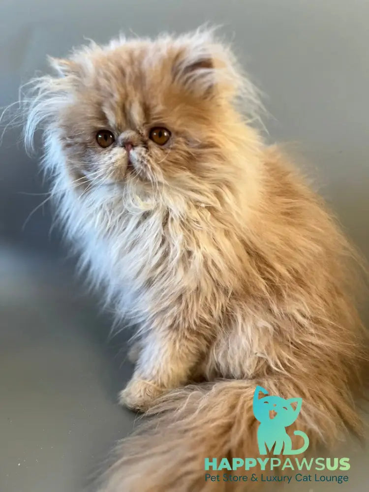 Umka Persian male cream bicolour live animals