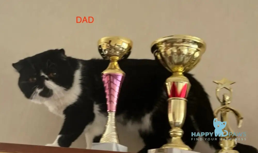 Umka Persian male cream bicolour live animals