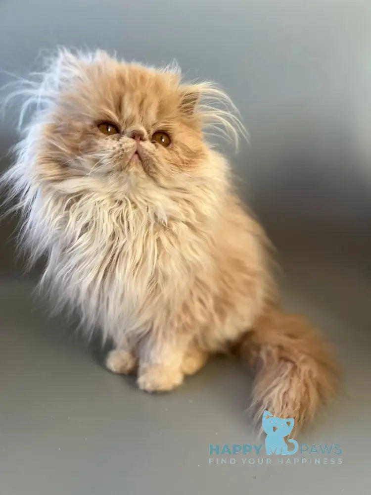 Umka Persian male cream bicolour live animals