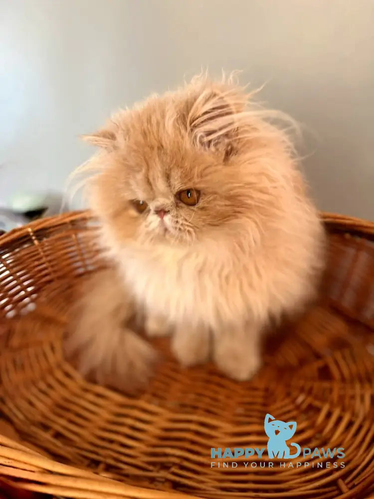 Umka Persian male cream bicolour live animals