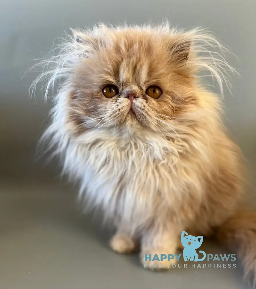 Umka Persian male cream bicolour live animals