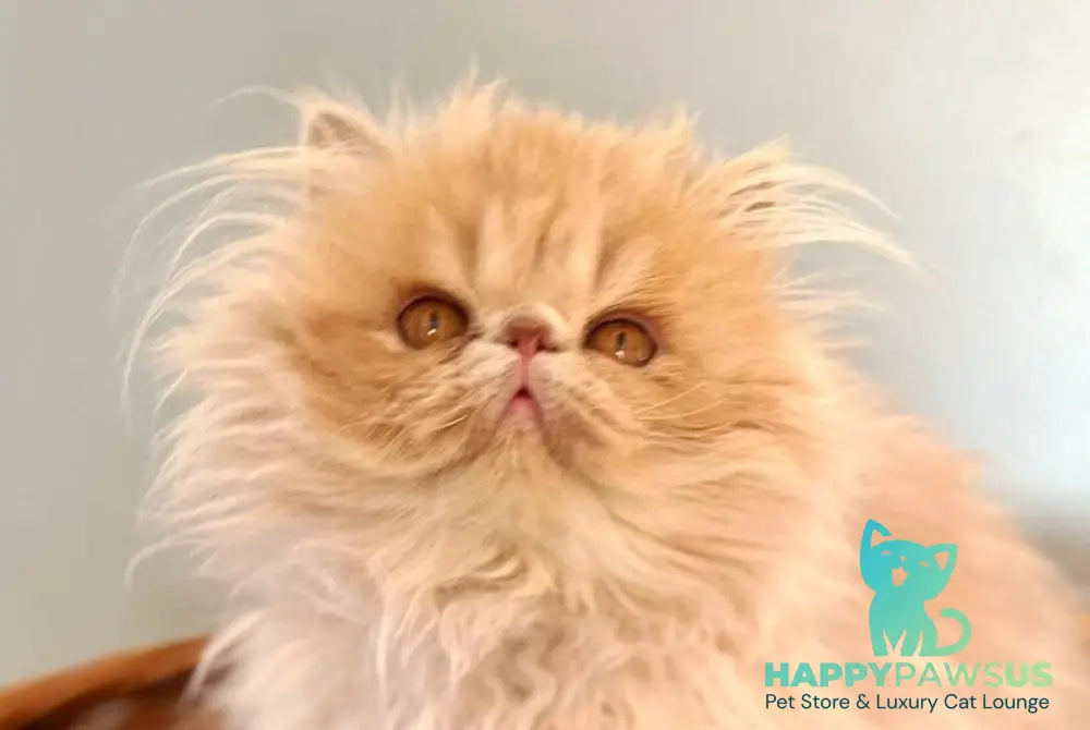Umka Persian male cream bicolour live animals
