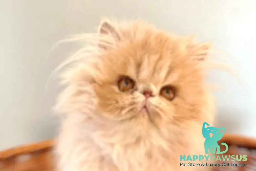 Umka Persian male cream bicolour live animals