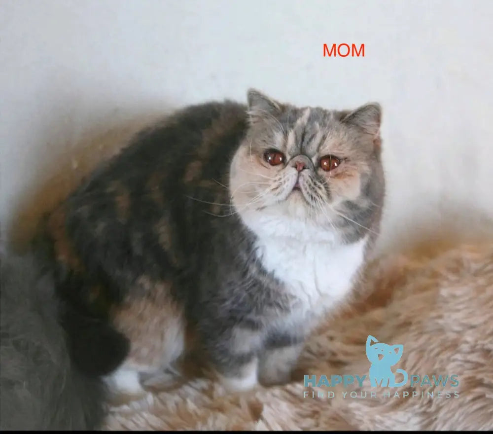 Umka Persian male cream bicolour live animals