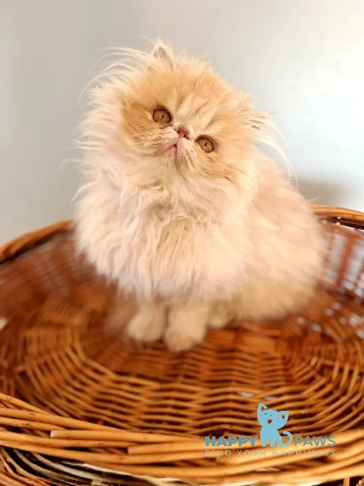 Umka Persian male cream bicolour live animals