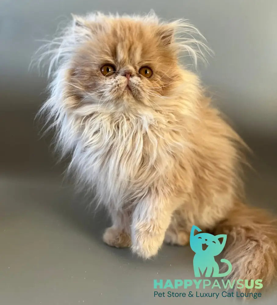 Umka Persian male cream bicolour live animals