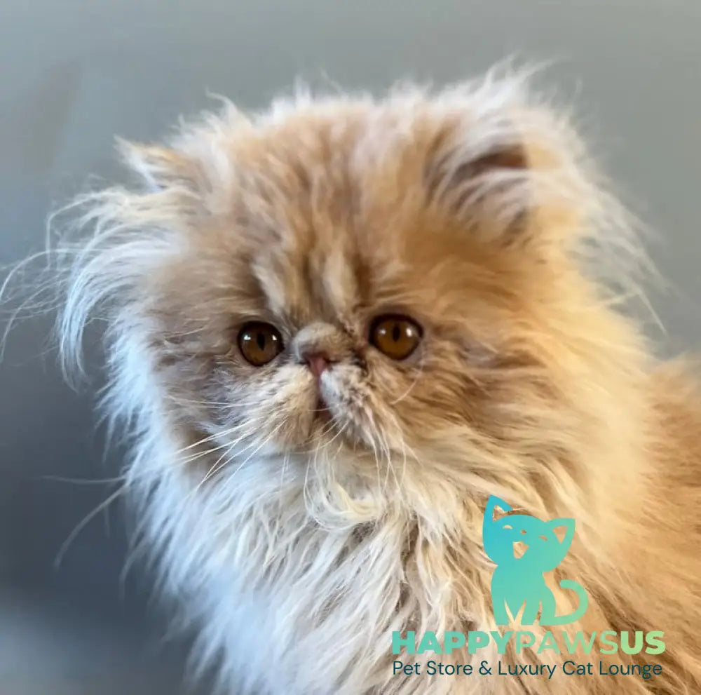 Umka Persian male cream bicolour live animals