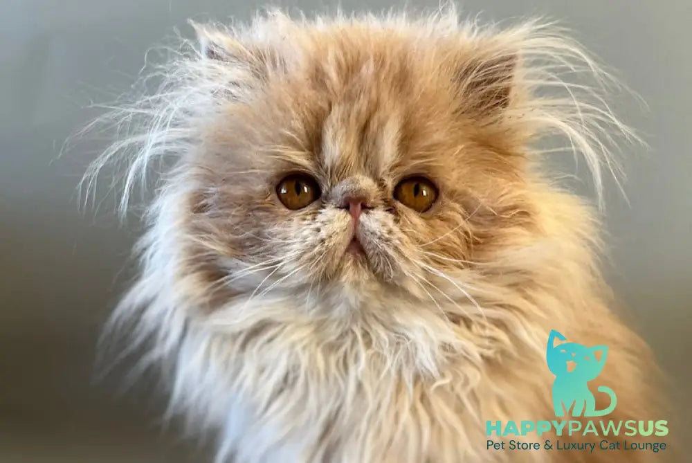 Umka Persian male cream bicolour live animals