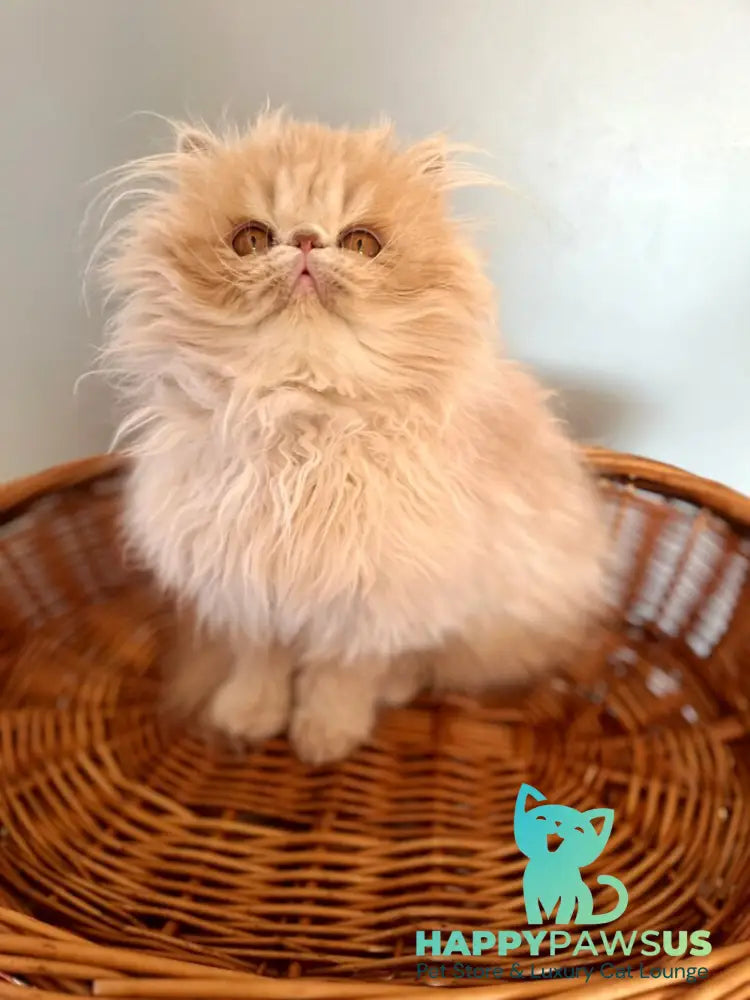 Umka Persian male cream bicolour live animals