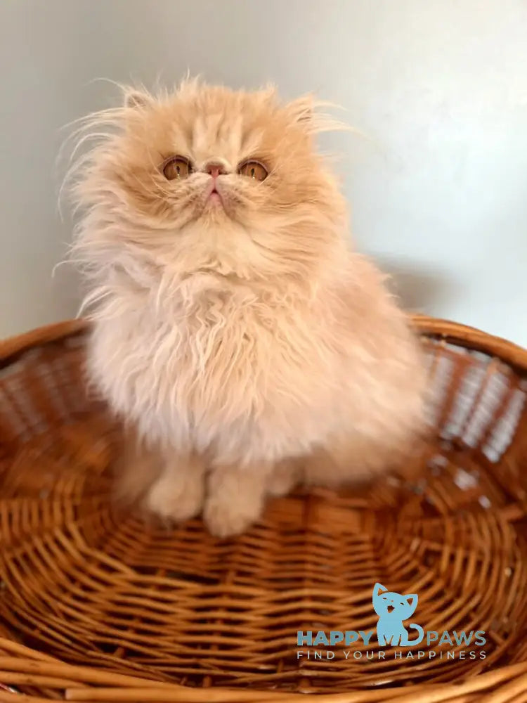 Umka Persian male cream bicolour live animals